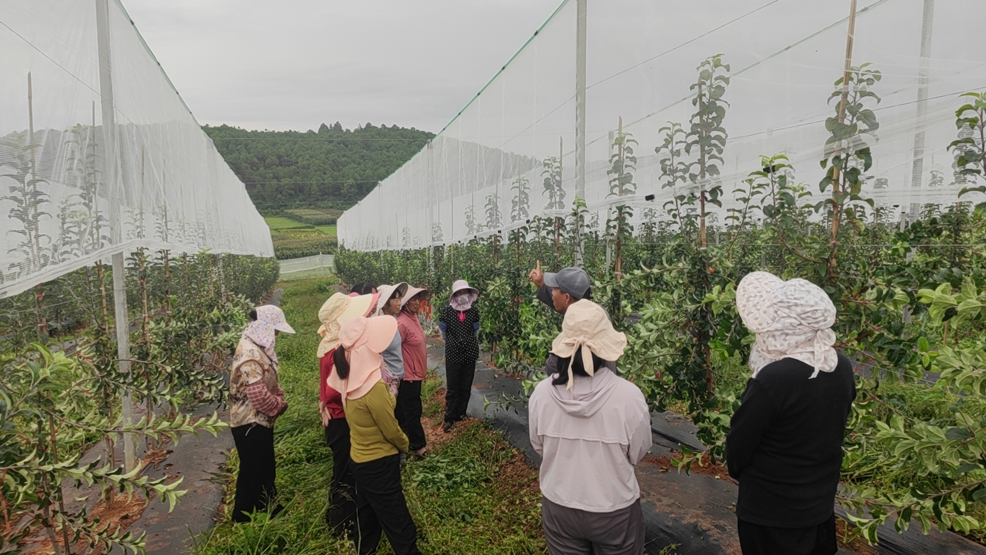 基地技术人员现场示范拉枝要领