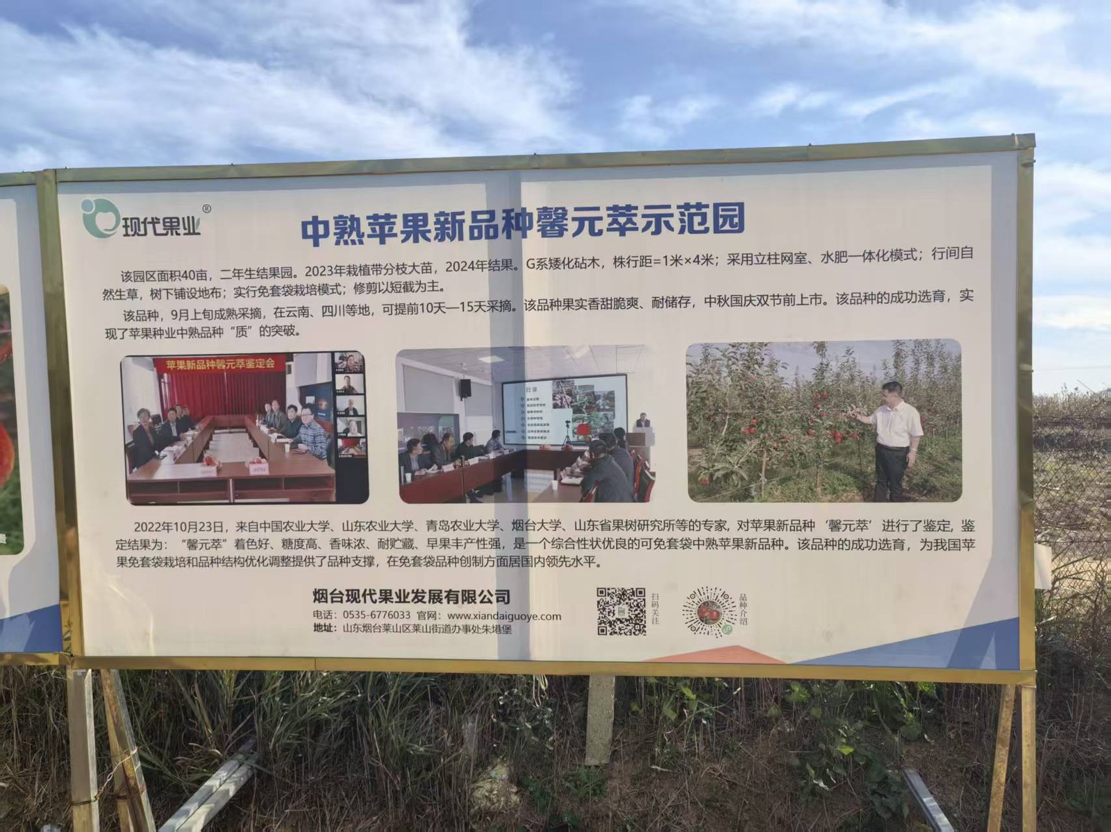 中熟苹果新品种馨元萃示范园 来源牌